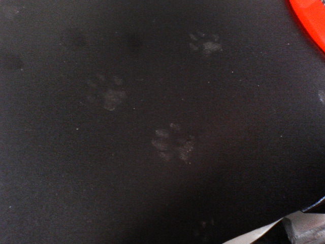 猫の足跡
