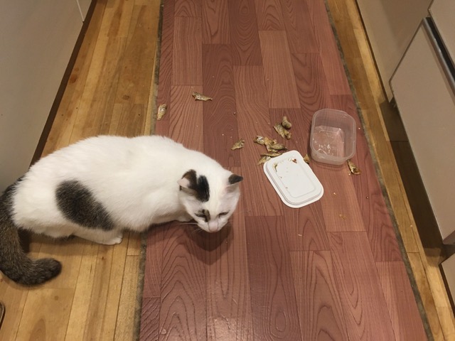 現行犯逮捕