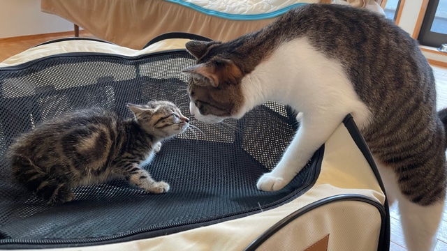 子猫さんの社交会デビュー
